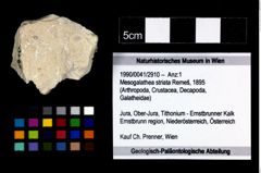 Foto (Objekt + Etikett) von Mesogalathea striata (Remeš, 1895)  (NHMW-GEO-1990-0041-2910)
